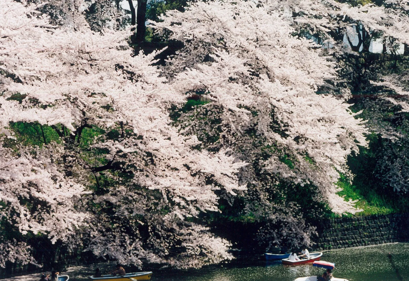 Cherry trees in full bloom lining a Tokyo canal at dusk, petals catching the lantern light along the water
