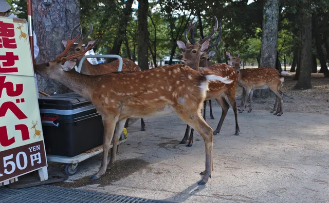 Deer of Nara Park in Nara