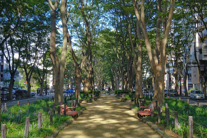 Jozenji-dori Avenue in Sendai